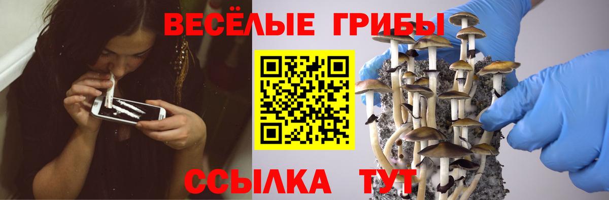 где можно купить   Вход с VPN  Каменск-Уральский  Псилоцибиновые грибы Cubensis 